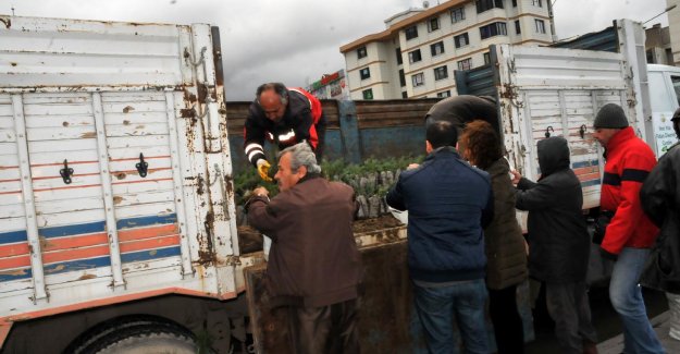 Yalova’da yılbaşı öncesi 8 bin fıstık çamı dağıtıldı